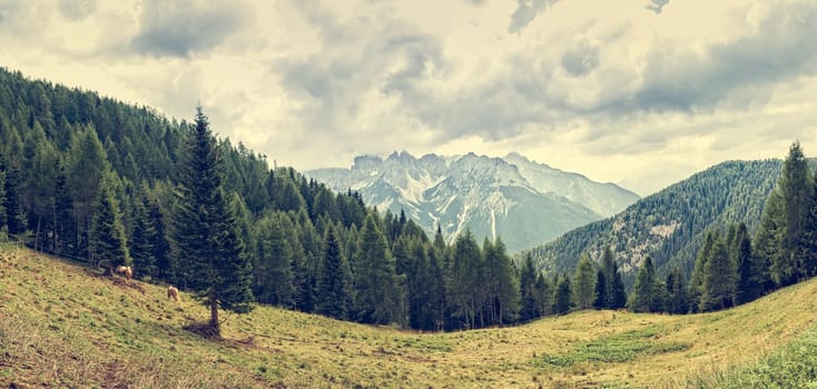 Mountain panorama with forest, horses and sky with clouds in summer.