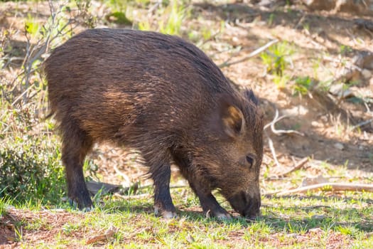 Wild boar in the forest, Cazorla, Jaen, Spain