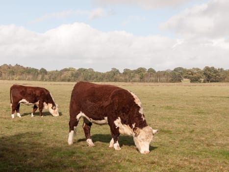 brown and white cow grazing on green pasture field farm dairy  essex  england  uk