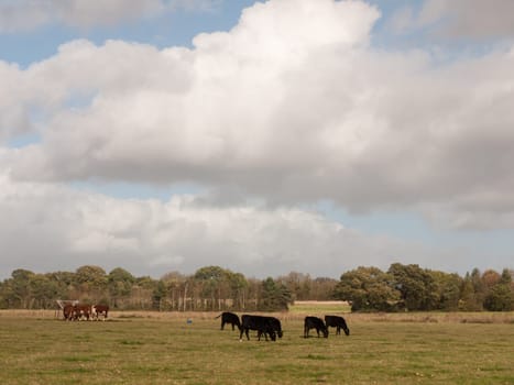 stunning brown and black cows on pasture grazing dairy farm  essex  england  uk