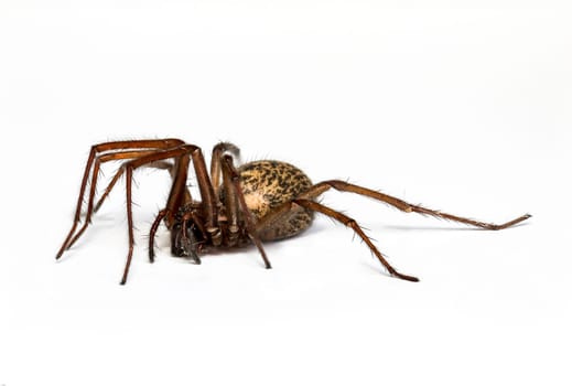 Domestic house spider