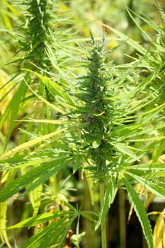 Hemp plant,hemp field,agriculture