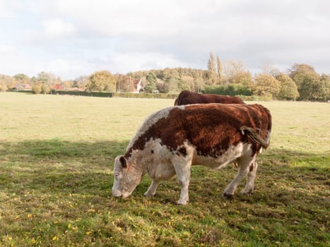 brown and white cow grazing on green pasture field farm dairy  essex  england  uk