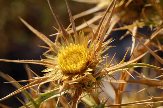 Flower of a diestel