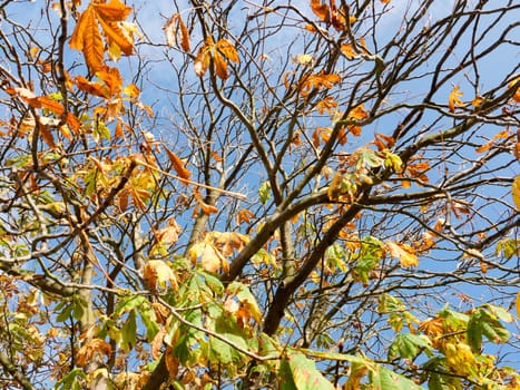 autumn tree branches almost bare with some yellow and green leaves up above  essex  england  uk