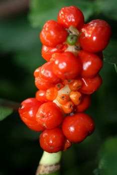 Aronstab,(Araceae),poisonous plant