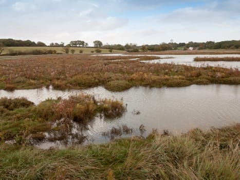 beautiful coastal swamp scene with water and grass no people  essex  england  uk