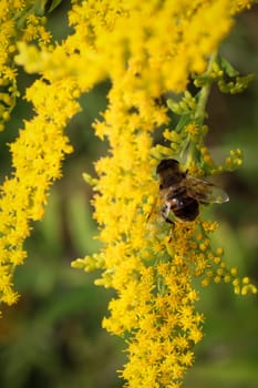 Bee pollinating