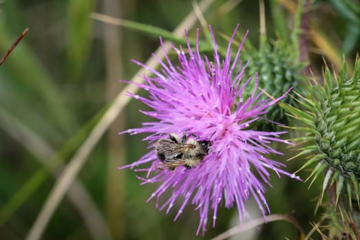 Bee pollinating a diestel flower