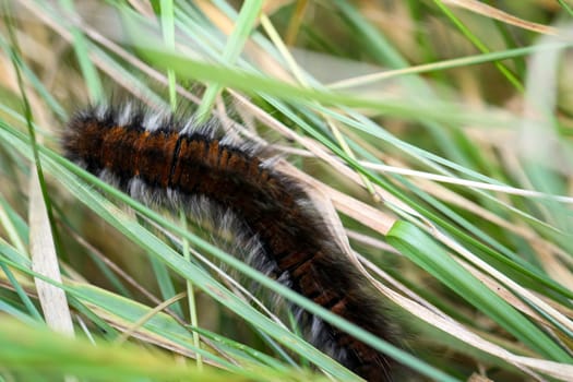Caterpillar of a blackberry moth