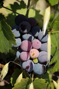 Wine harvest in autumn