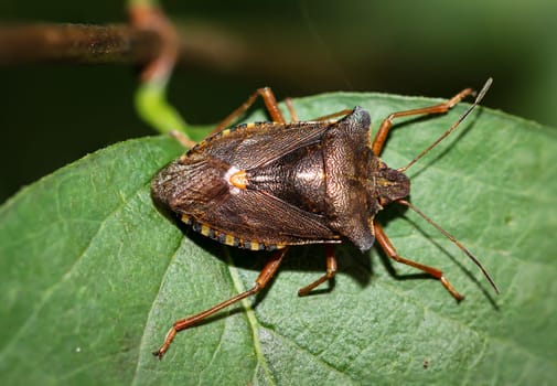 Bedbug on a leaf,beaked notch,bedbug,insect,nature
