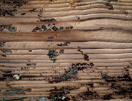 Wood texture