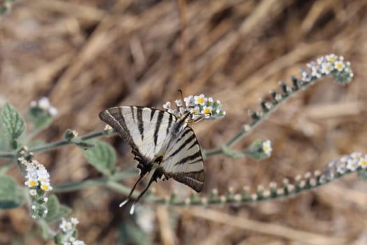 Butterfly,Butterfly,Pupa,Caterpillar