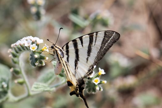 Butterfly,Butterfly,Pupa,Caterpillar