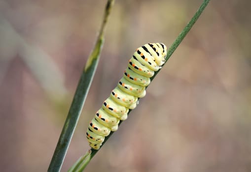 Swallowtail,Butterfly,Pupa,Caterpillar