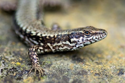 Macro photo about a lizard on gray yellow background.