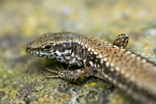 Macro photo about a head and eye of lizard.