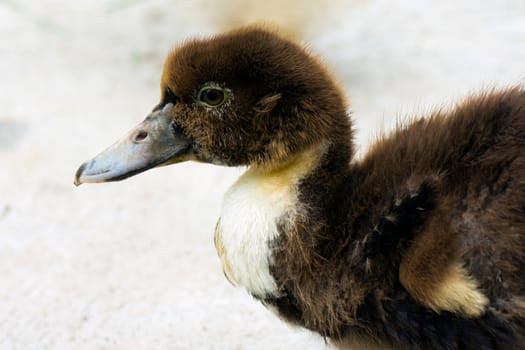 Animal portrait about a brown duck on gray background.
