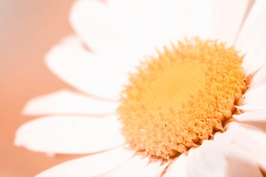 Macro photo about a white flower with orange middle on orange background.