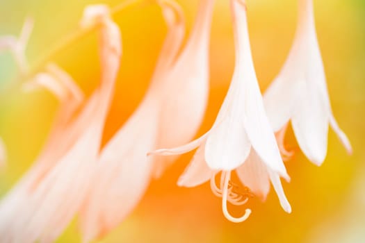 Macro photo about a little white flowers on yellow orange background.