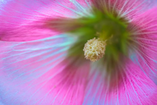 Macro photo about a middle of pink hibiscus flower.