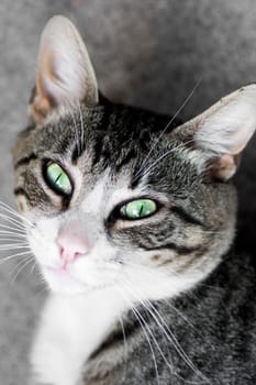 Animal portrait of a tabby white cat with green eyes.
