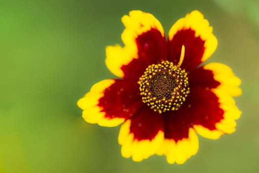 Yellow red flower is on green background.