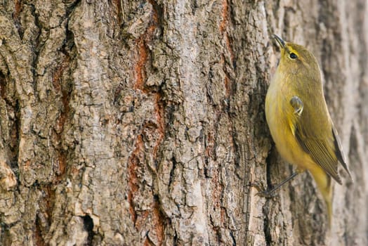 Common Chiffchaff or Phylloscopus collybita on a tree with copy space for text