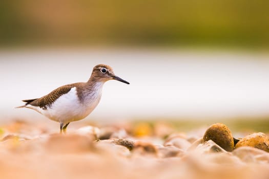 Common sandpiper (Tringa hypoleucos, Actitis hypoleucos) in Guadianas River in Badajoz. Copy space for text