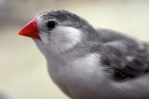 Animal portrait about a little gray finch bird.