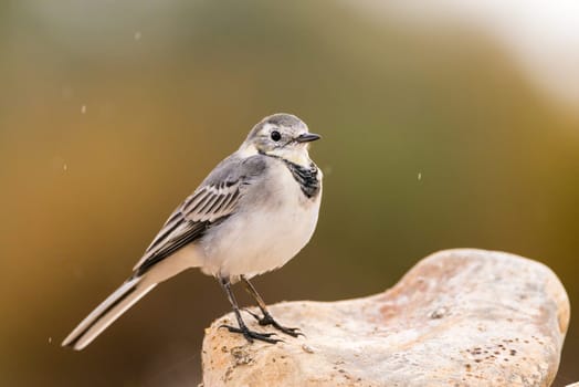 Motacilla alba or White Wagtail under the rain