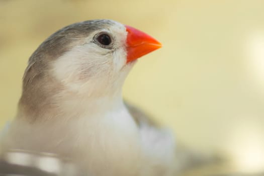 Macro photo about a little finch bird.