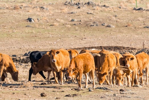 beef cattle in a country field grazing. Cows eating