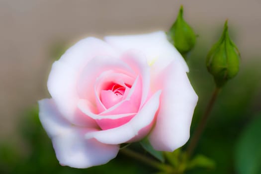 Beautiful bright pink rose on green and gray background.