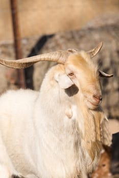 Close up portrait of male goat. Vertical portrait