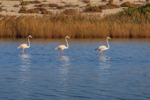 pink flamingos walking through the water. Lefkada, Greece
