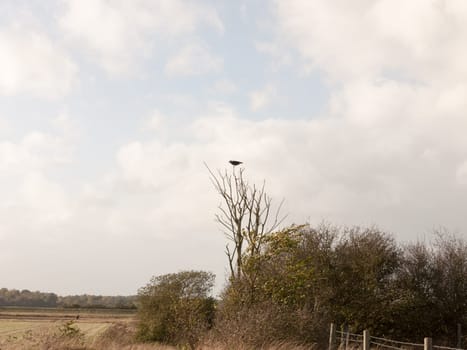 crow rook perched up head on top of branch autumn  essex  england  uk