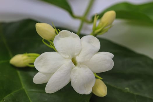 close uo white jasmine flower on background