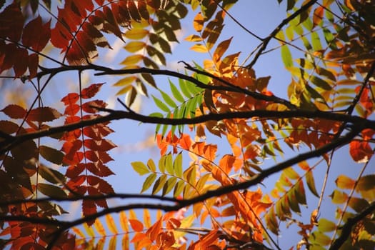 The light-lit colorful leaves of a vinegar tree in autumn.