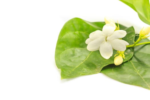 close uo white jasmine flower on background