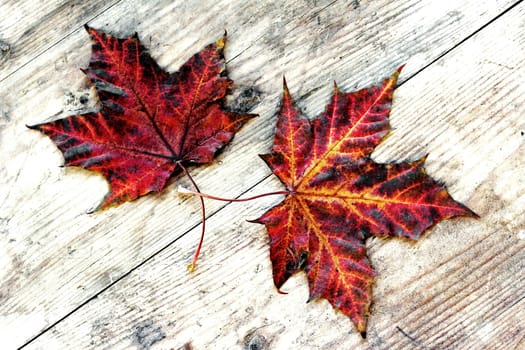 Two colourful autumn leaves on a wooden surface