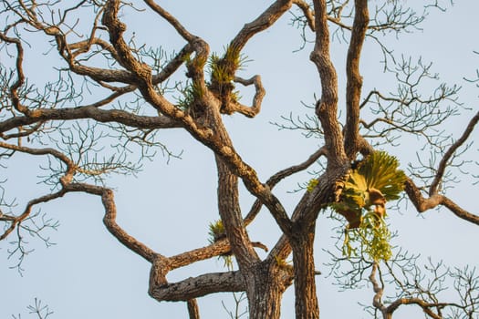 Crown Staghorn on tree or Indian Staghorn Fern,Disk Staghorn, Platycerium coronarium