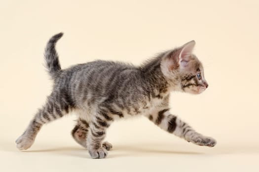 Pedigree cat Toyger (Felis silvestris catus),young animal,age 6 weeks,color black tabby mackerel