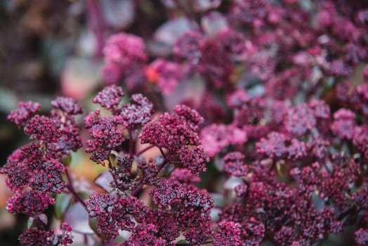 close up on red flowers of crassulaceae