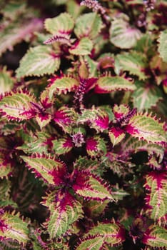 close up on solenostemon leaf,top view