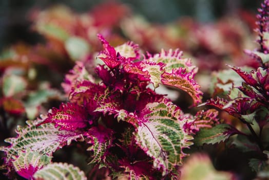 close up on solenostemon leaf and flower