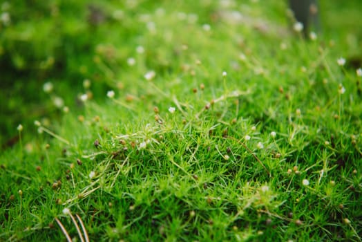 close up on small flowers of sagina subulata