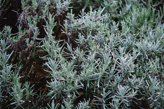 close up on lavendula anfustifolia