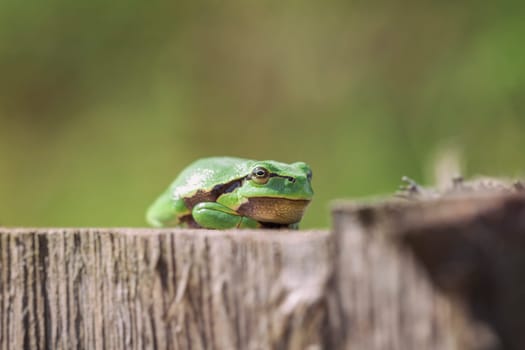 European Tree Frog - Hyla arborea sunbathing - Macro shot - Side front view